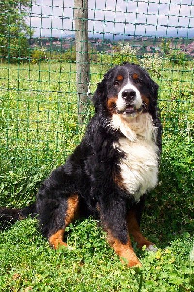 Daïko von der wernquelle