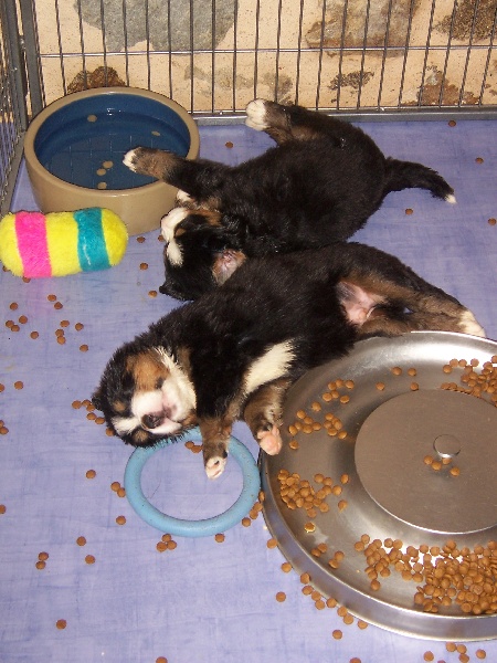 Album photo : bébés d'Armada et Volcan